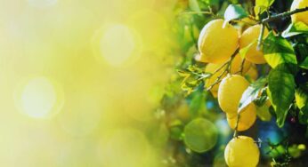 Del limone non si butta mai via niente, gli usi speciali di questo agrume