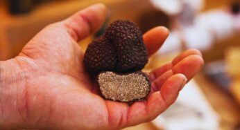 Tartufo, il suo sapore ci fa impazzire ma non è facile conservarlo: ecco come fare