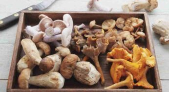 Non tutti i funghi sono uguali: Scopri come cucinare al meglio ogni tipo!